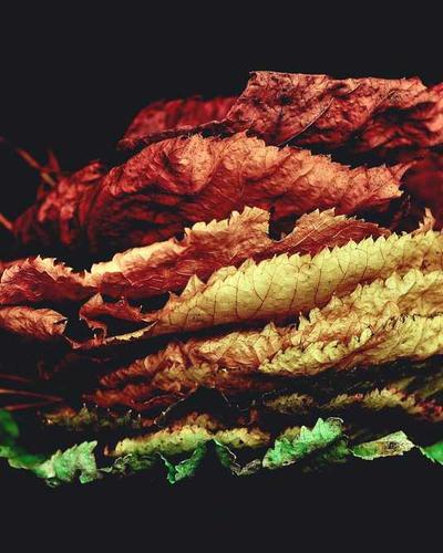 Headshot of Lakshya Agarwal